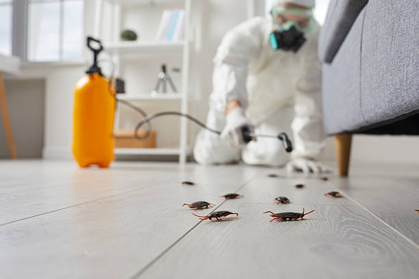 Commercial Rodent Management in Norwood